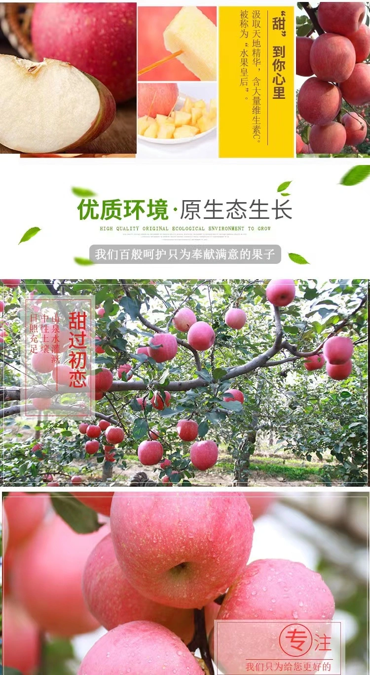 Huaniu Golden Delicious Gala Qinguan FUJI Apple Fruit Price From Factory